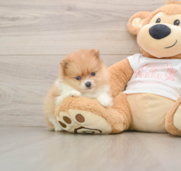 6 week old Pomeranian Puppy For Sale - Seaside Pups