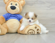 6 week old Pomeranian Puppy For Sale - Seaside Pups