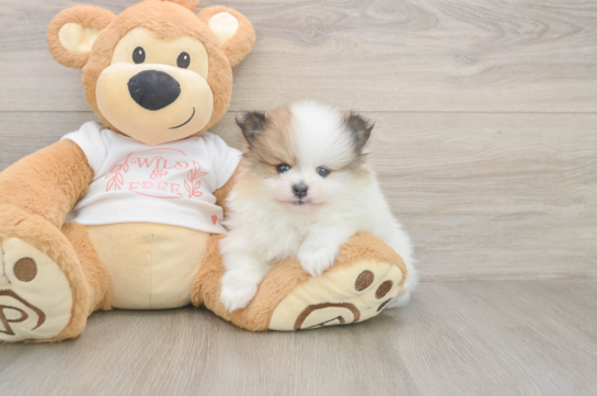 5 week old Pomeranian Puppy For Sale - Seaside Pups Funny Pomeranian Purebred Pup