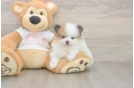 Meet Burton - our Pomeranian Puppy Photo  1/3 - Seaside Pups Funny Pomeranian Purebred Pup