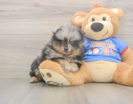 7 week old Pomeranian Puppy For Sale - Seaside Pups