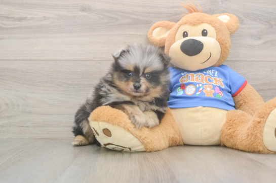 Best Pomeranian Baby