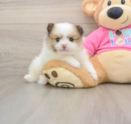 5 week old Pomeranian Puppy For Sale - Seaside Pups