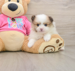 5 week old Pomeranian Puppy For Sale - Seaside Pups