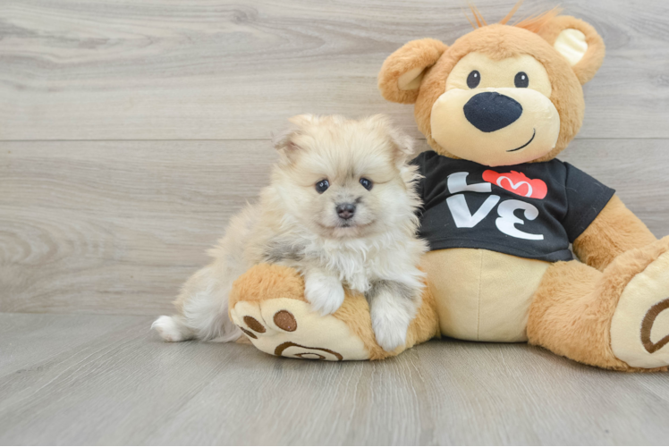Pomeranian Pup Being Cute