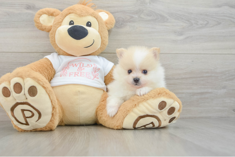 Friendly Pomeranian Purebred Pup