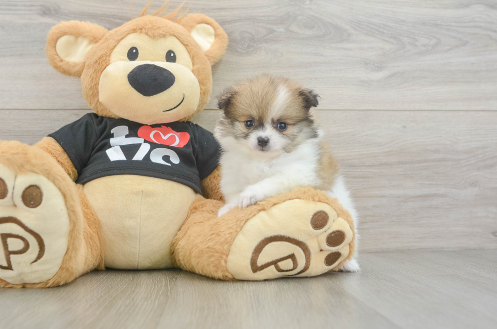 5 week old Pomeranian Puppy For Sale - Seaside Pups