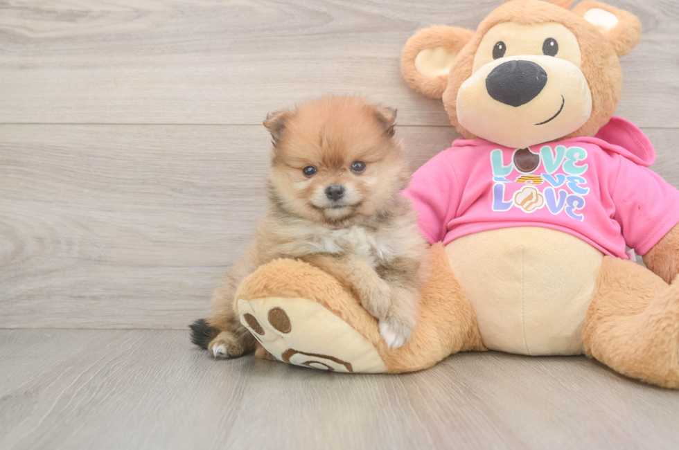 5 week old Pomeranian Puppy For Sale - Seaside Pups