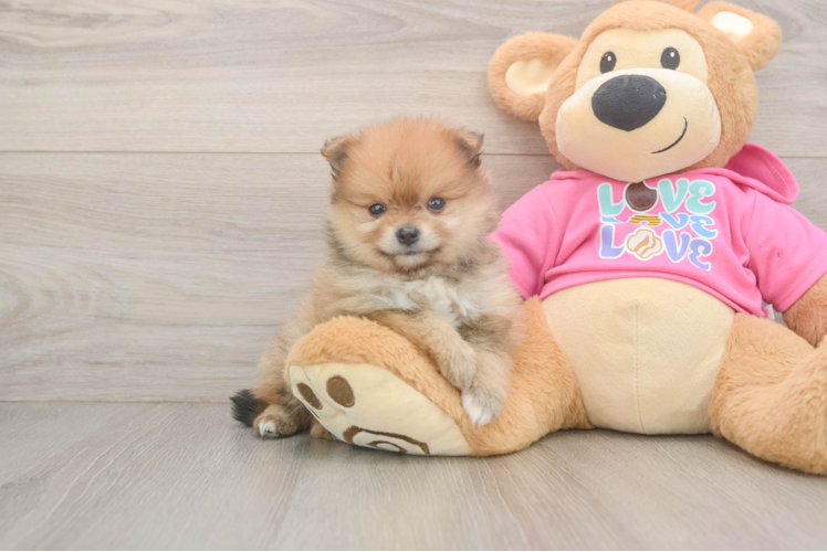 Meet Calico - our Pomeranian Puppy Photo  1/3 - Seaside Pups Playful Pomeranian Baby