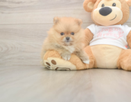 7 week old Pomeranian Puppy For Sale - Seaside Pups