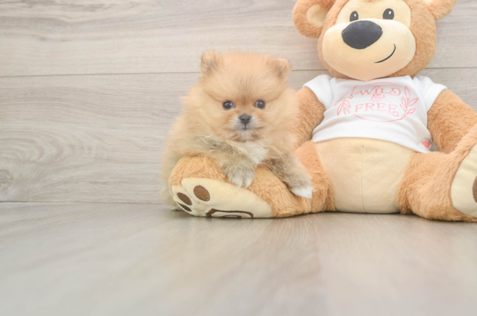 5 week old Pomeranian Puppy For Sale - Seaside Pups