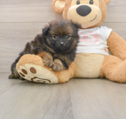 7 week old Pomeranian Puppy For Sale - Seaside Pups