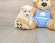 6 week old Pomeranian Puppy For Sale - Seaside Pups