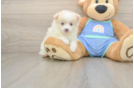 Pomeranian Pup Being Cute