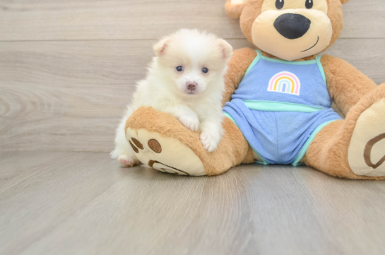 Pomeranian Pup Being Cute