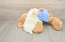 Akc Registered Pomeranian Purebred Pup