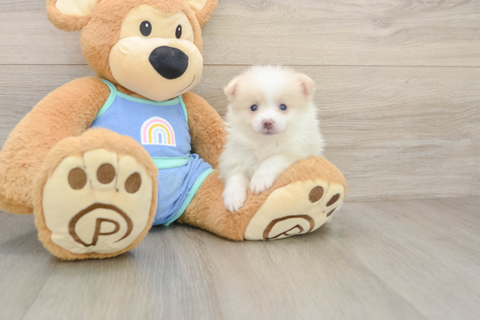 Smart Pom Dog Purebred Puppy