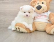 8 week old Pomeranian Puppy For Sale - Seaside Pups