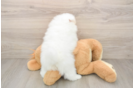 Hypoallergenic Pomeranian Purebred Pup