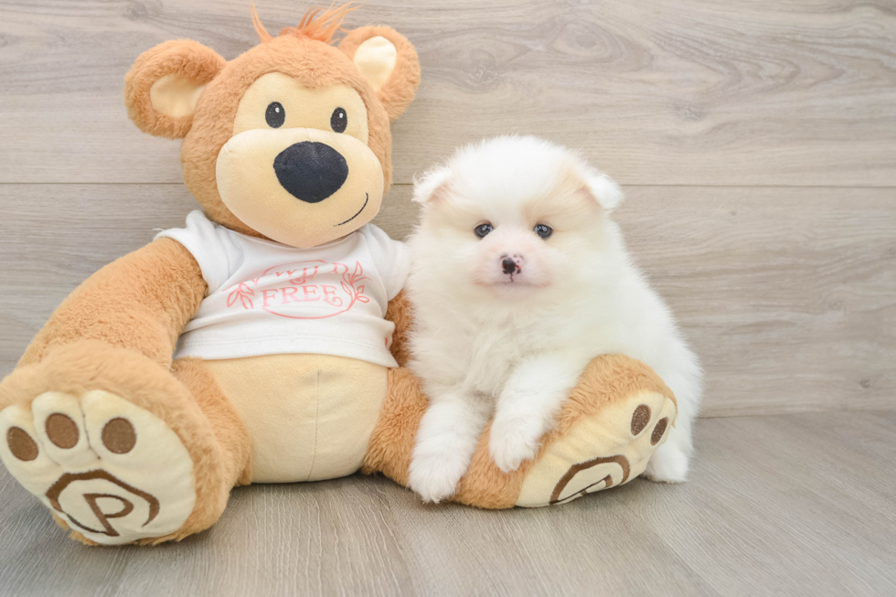 Best Pomeranian Baby