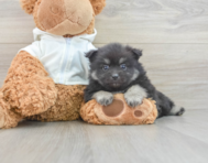 6 week old Pomeranian Puppy For Sale - Seaside Pups