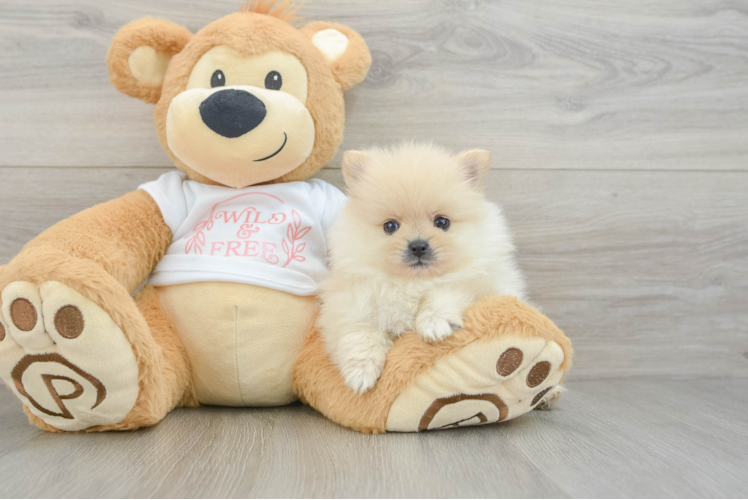 Pomeranian Puppy for Adoption