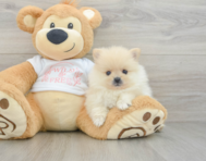 7 week old Pomeranian Puppy For Sale - Seaside Pups