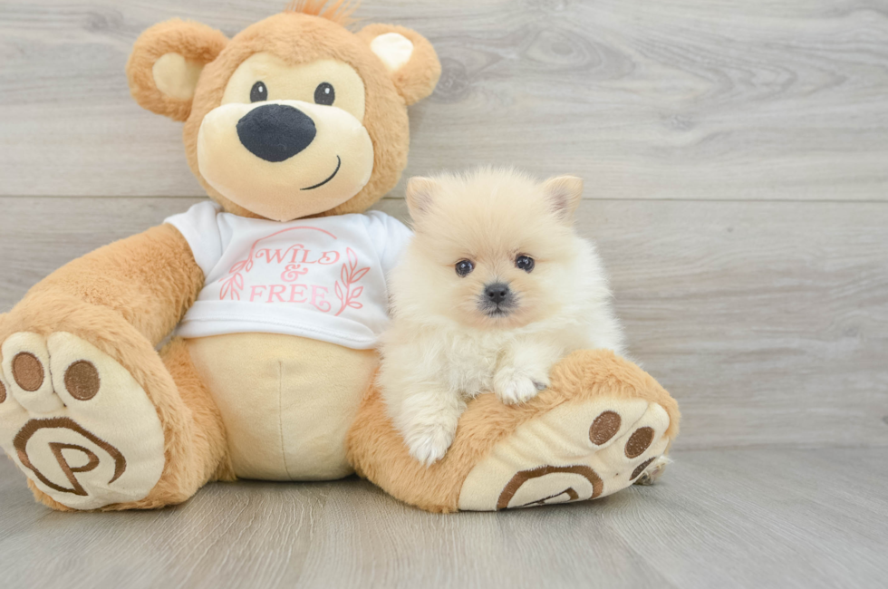 7 week old Pomeranian Puppy For Sale - Seaside Pups
