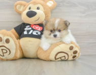 6 week old Pomeranian Puppy For Sale - Seaside Pups