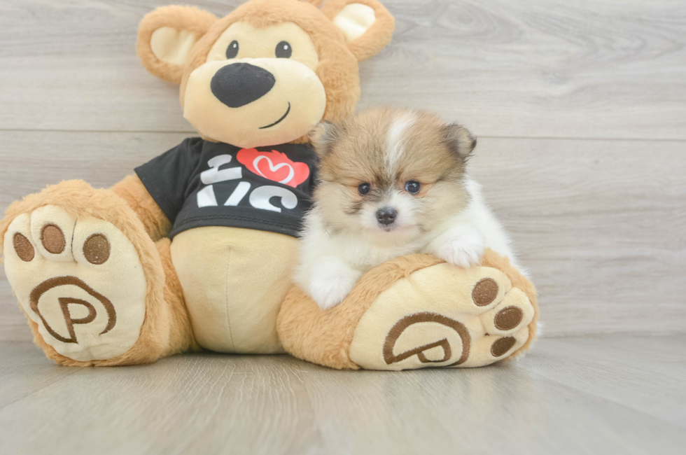 5 week old Pomeranian Puppy For Sale - Seaside Pups