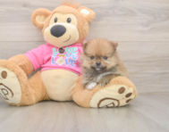 8 week old Pomeranian Puppy For Sale - Seaside Pups