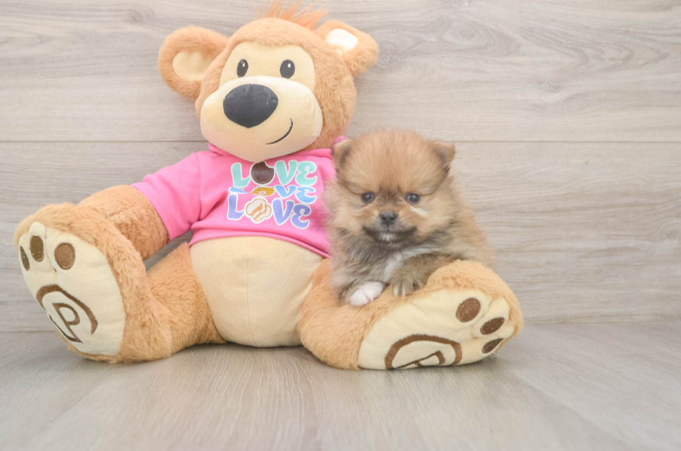 5 week old Pomeranian Puppy For Sale - Seaside Pups