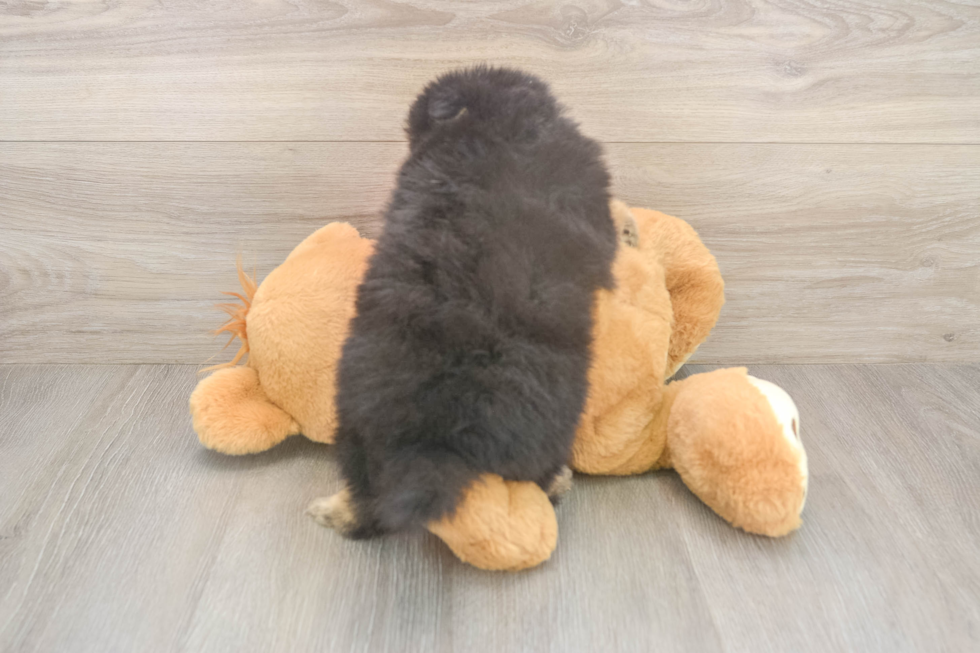 Pomeranian Puppy for Adoption