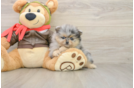 Little Pomeranian Purebred Pup