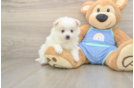 Best Pomeranian Baby