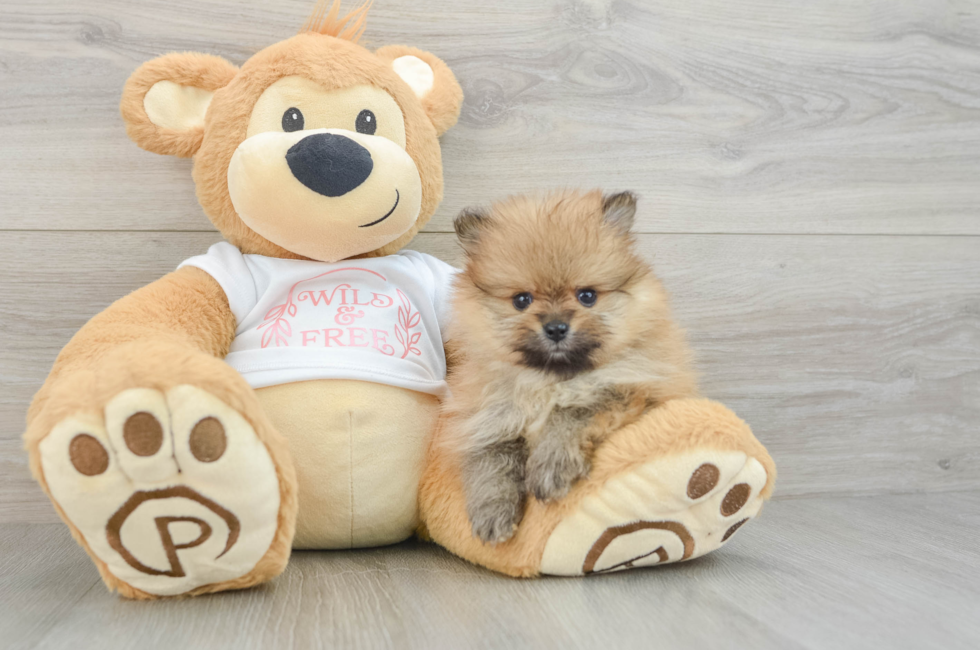 7 week old Pomeranian Puppy For Sale - Seaside Pups