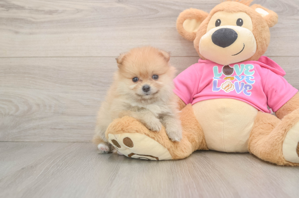 6 week old Pomeranian Puppy For Sale - Seaside Pups