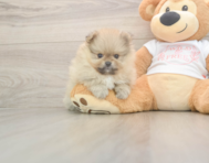 7 week old Pomeranian Puppy For Sale - Seaside Pups