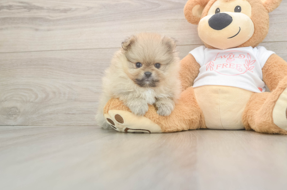 5 week old Pomeranian Puppy For Sale - Seaside Pups