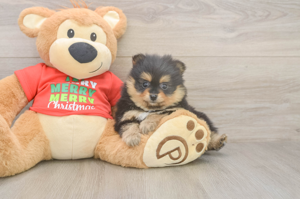 5 week old Pomeranian Puppy For Sale - Seaside Pups