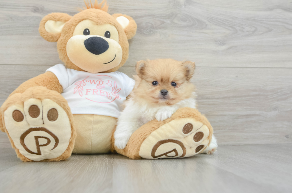 6 week old Pomeranian Puppy For Sale - Seaside Pups