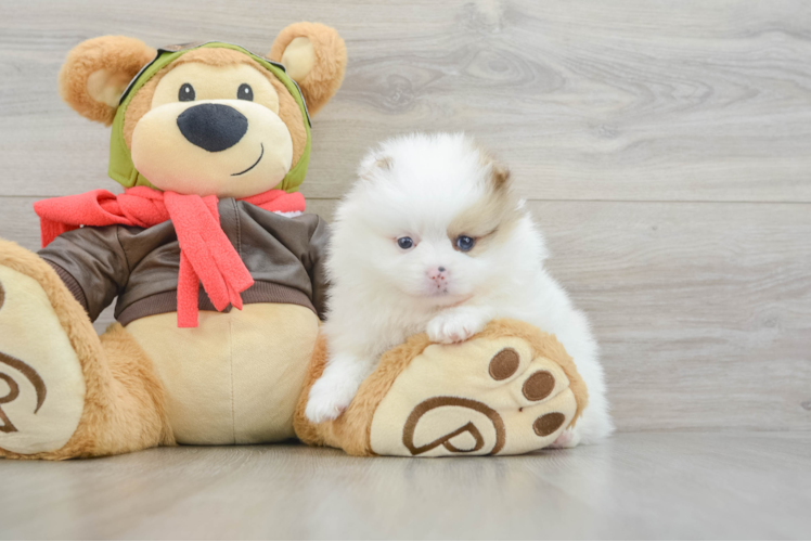 Best Pomeranian Baby