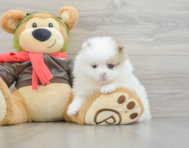 5 week old Pomeranian Puppy For Sale - Seaside Pups