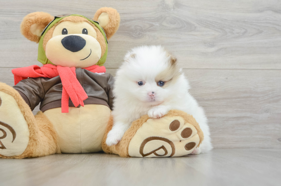 5 week old Pomeranian Puppy For Sale - Seaside Pups