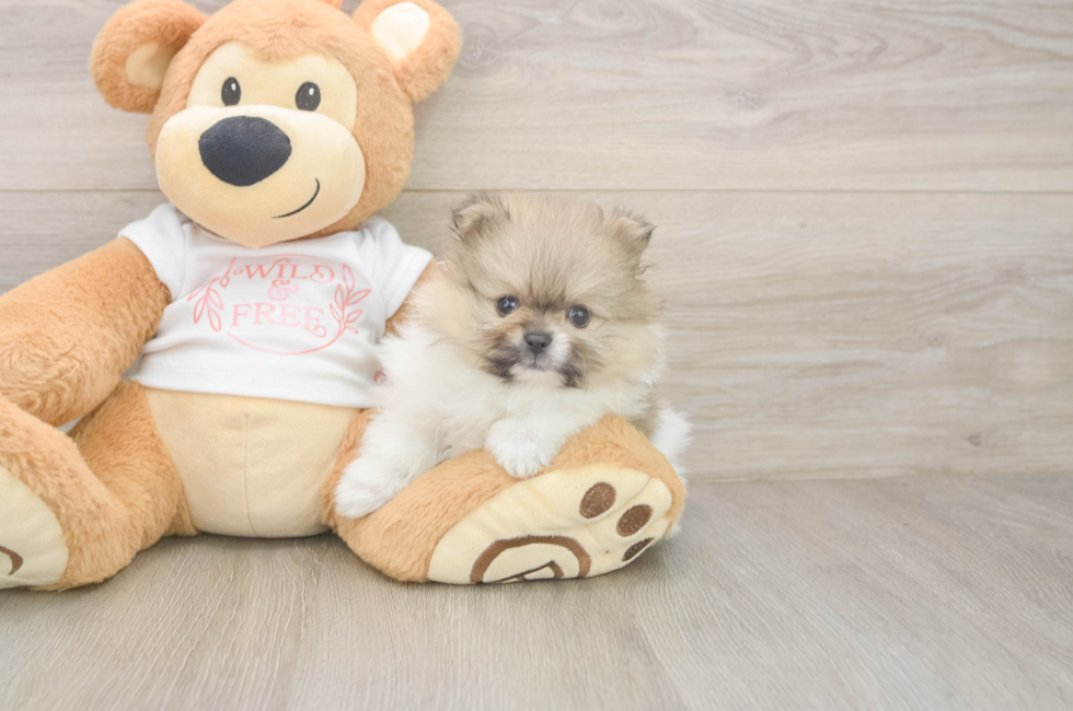 5 week old Pomeranian Puppy For Sale - Seaside Pups