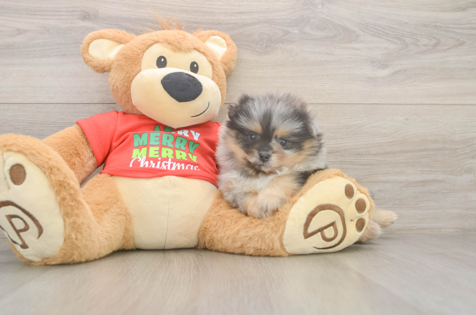 5 week old Pomeranian Puppy For Sale - Seaside Pups