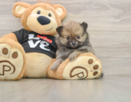 7 week old Pomeranian Puppy For Sale - Seaside Pups