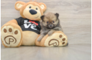 Pomeranian Puppy for Adoption