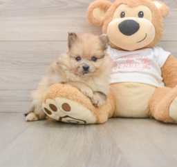 8 week old Pomeranian Puppy For Sale - Seaside Pups