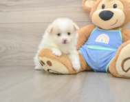 7 week old Pomeranian Puppy For Sale - Seaside Pups